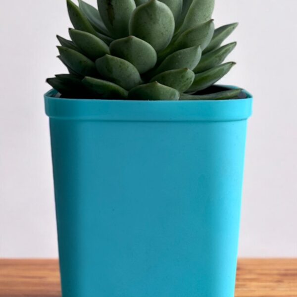 echeveria in a blue pot