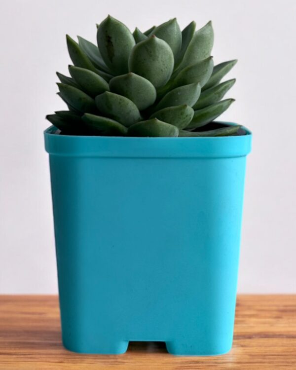 echeveria in a blue pot