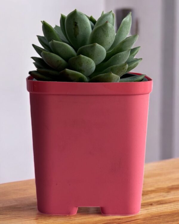 echeveria in a red pot