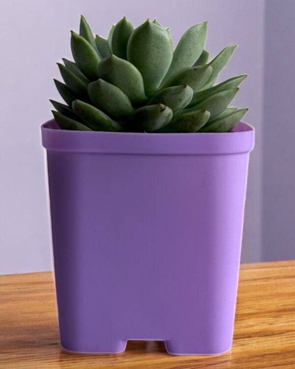 echeveria in a purple pot