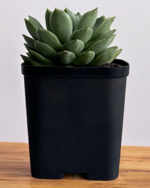 echeveria in a black pot