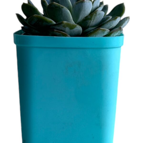 echeveria in a blue pot