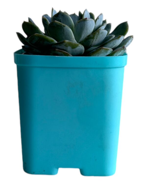 echeveria in a blue pot