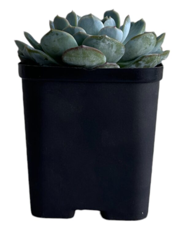 echeveria in a black pot