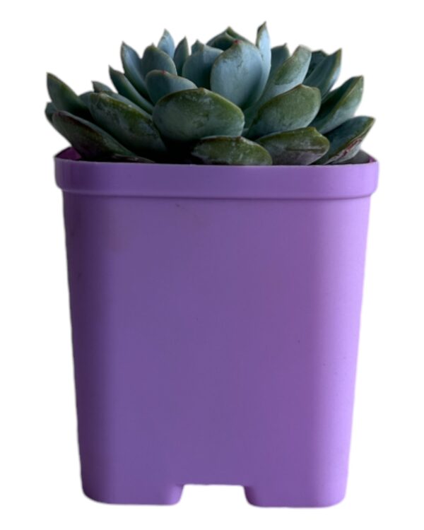 echeveria in a purple pot