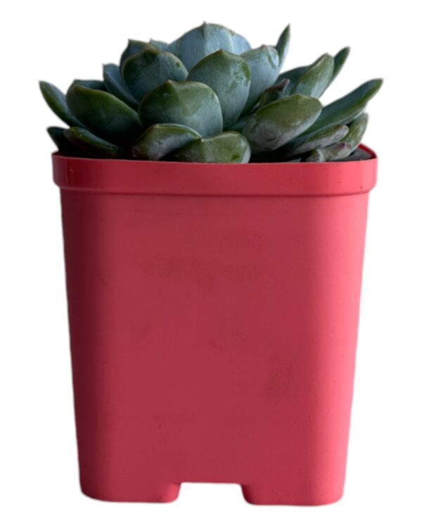 echeveria in a red pot