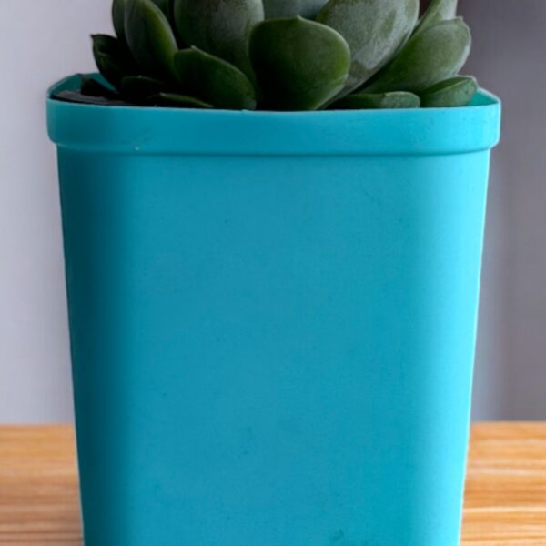 echeveria in a blue pot