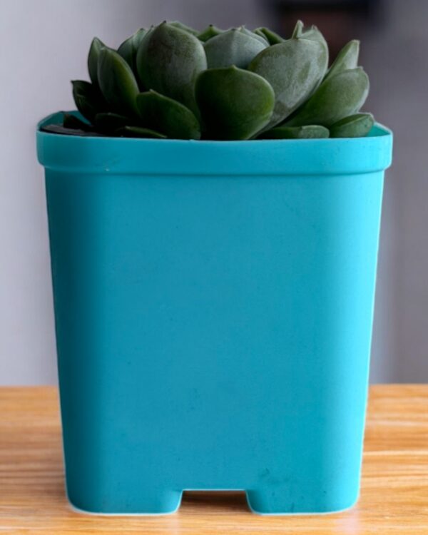 echeveria in a blue pot