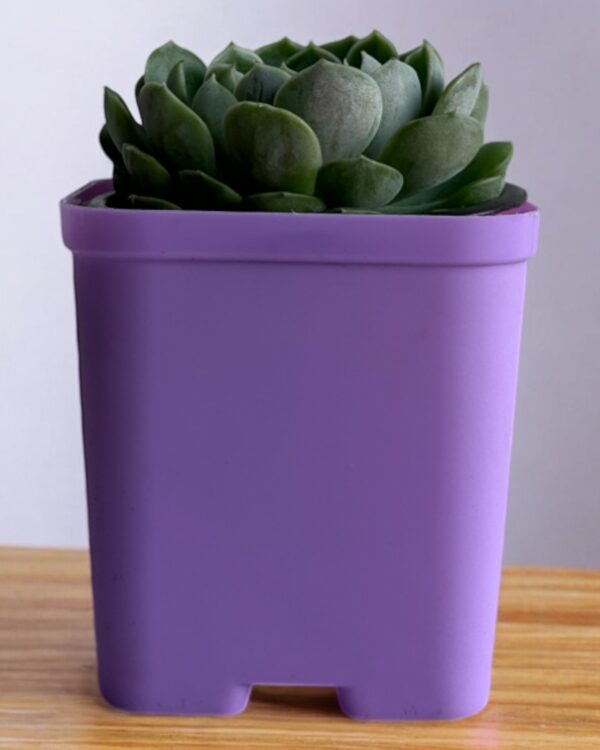 echeveria in a purple pot