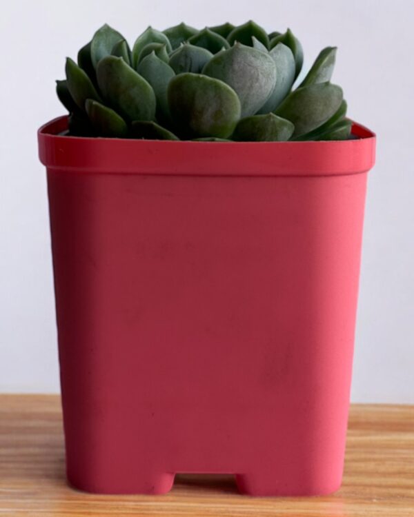 echeveria in a red pot