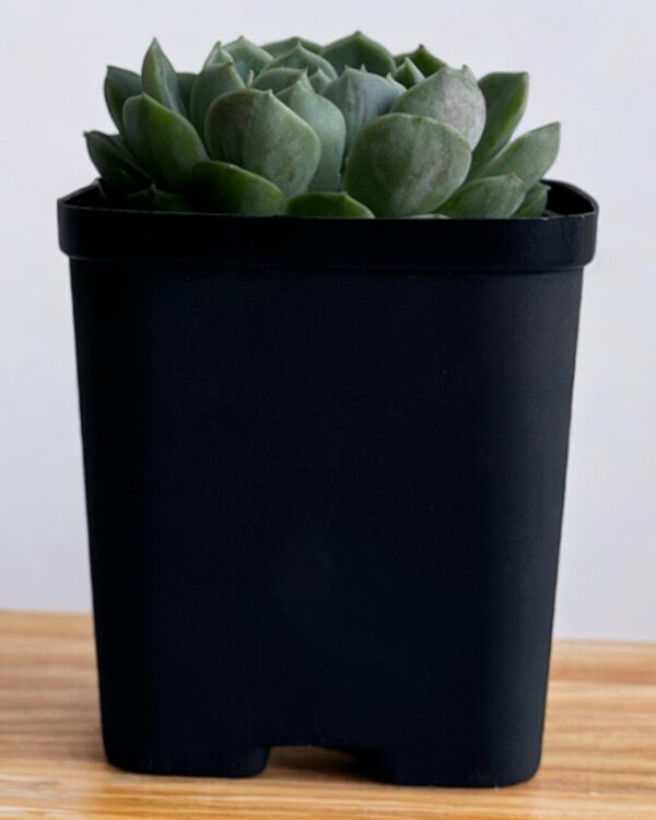 echeveria in a black pot