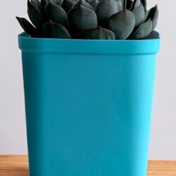 echeveria in a blue pot