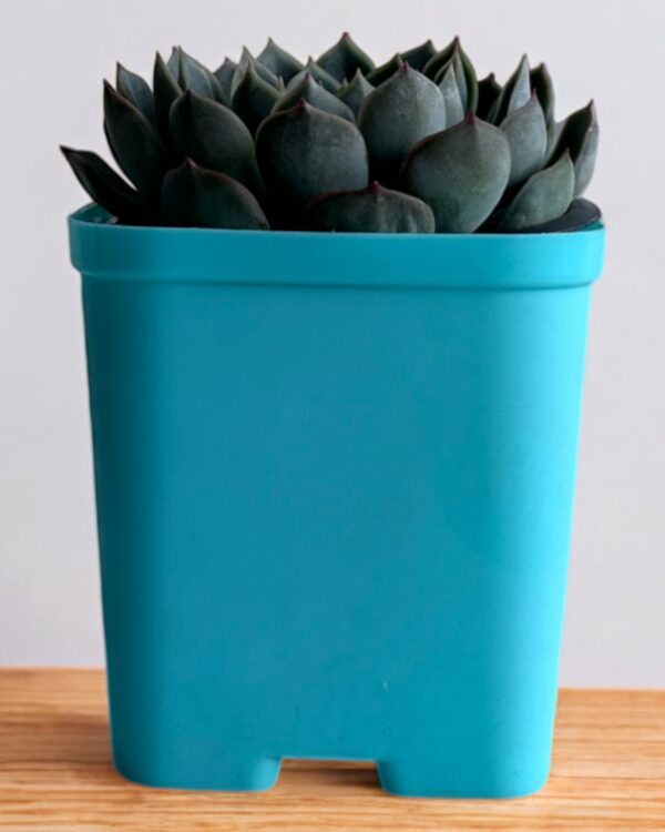 echeveria in a blue pot