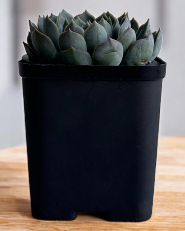 echeveria in a black pot