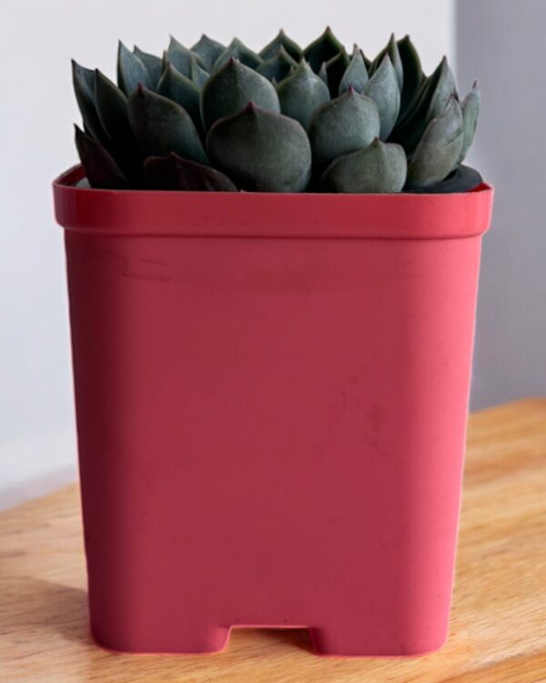 echeveria in a red pot