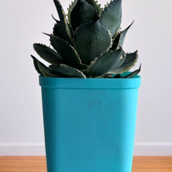 yellow variegated agave in a blue pot