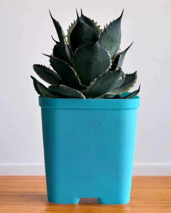 yellow variegated agave in a blue pot