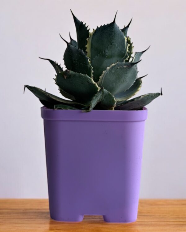 yellow variegated agave in a purple pot