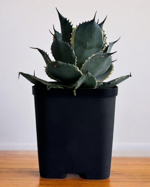yellow variegated agave in a black pot