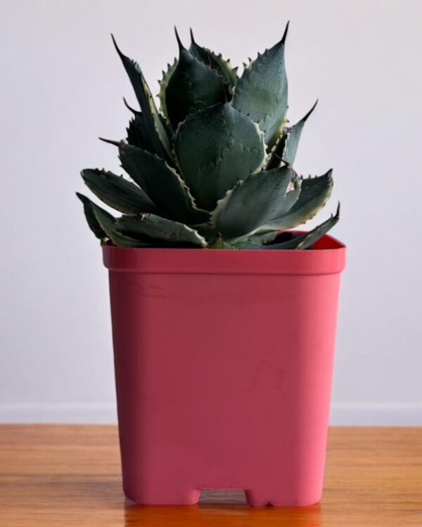 yellow variegated agave in a red pot