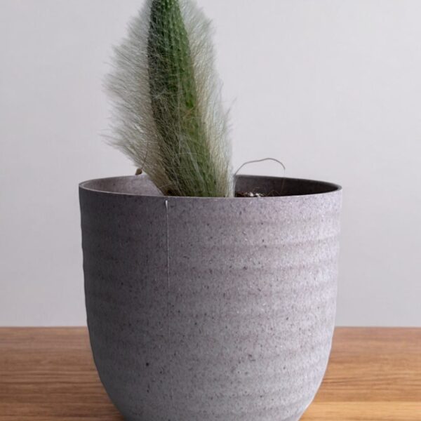 white monkey tail in a grey pot