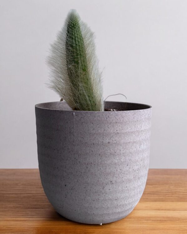 white monkey tail in a grey pot