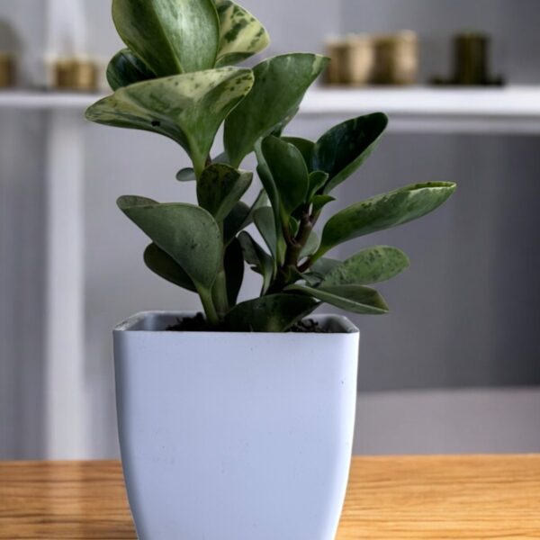 yellow variegated peperomia in a white pot