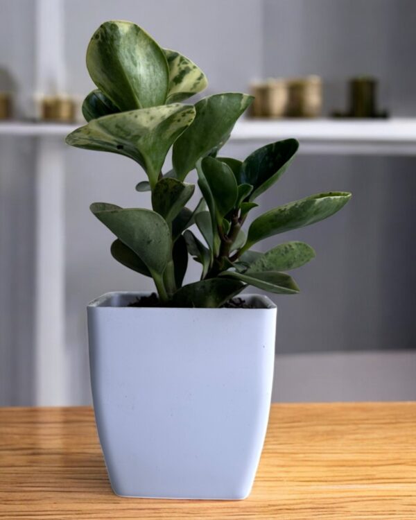 yellow variegated peperomia in a white pot