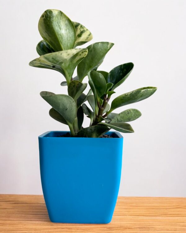 yellow variegated peperomia in a blue pot
