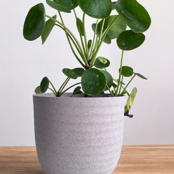 chinese pilea money plant in a grey pot