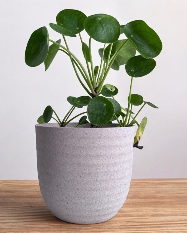 chinese pilea money plant in a grey pot