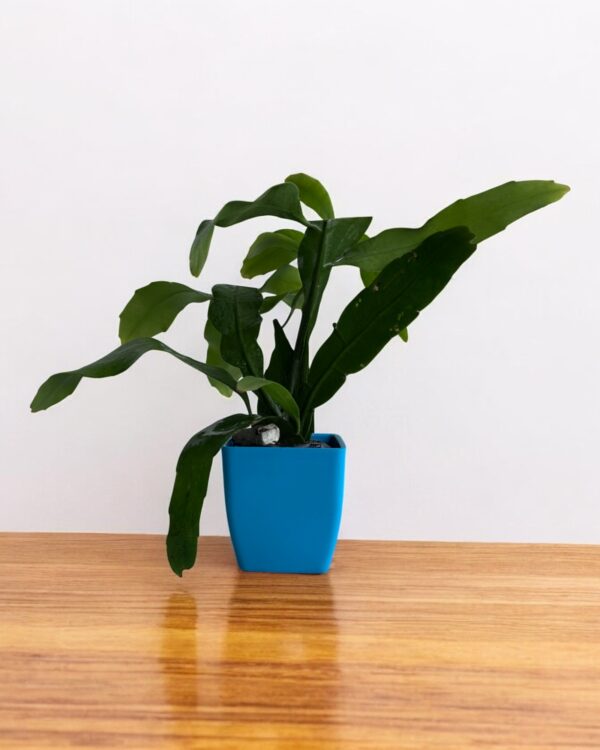brahamakamal in a blue pot