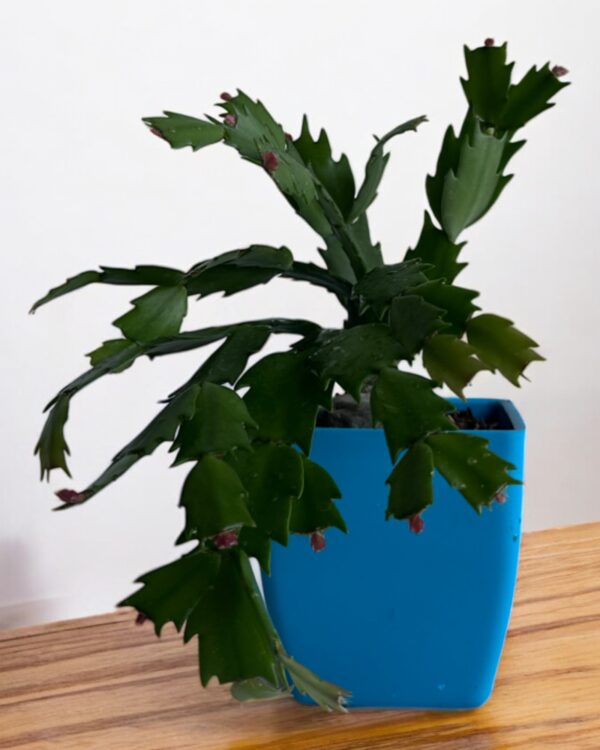 zygo in a blue pot