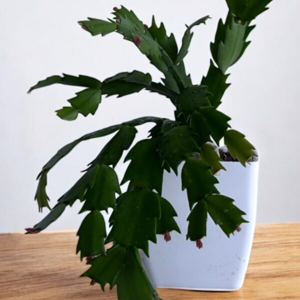 zygo in a white pot