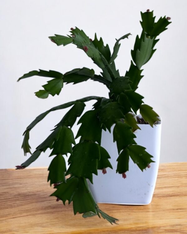 zygo in a white pot