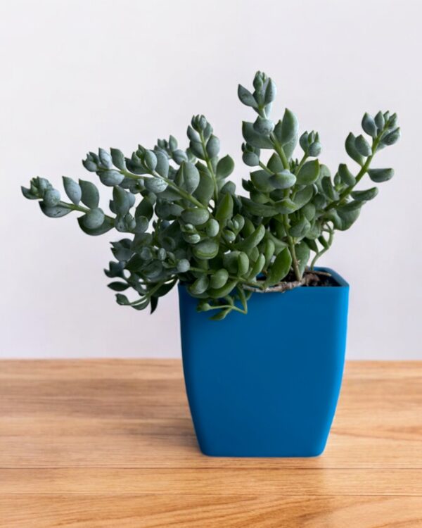 cotyledon pendens in a blue pot