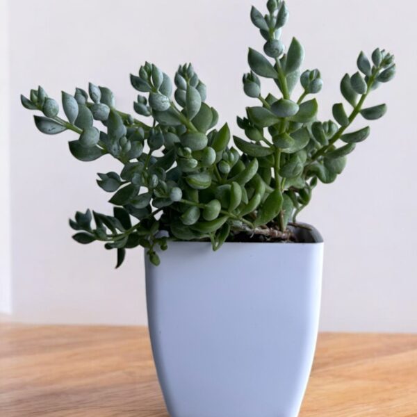 cotyledon pendens in a white pot