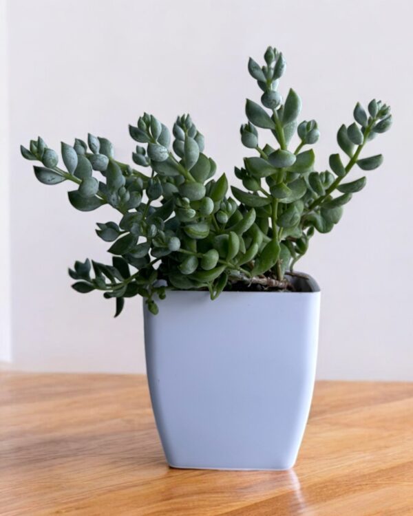 cotyledon pendens in a white pot