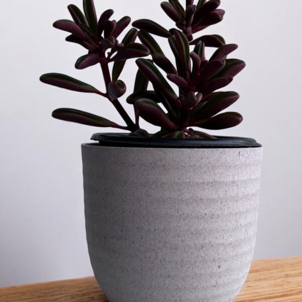 red peperomia gravelons in a grey pot