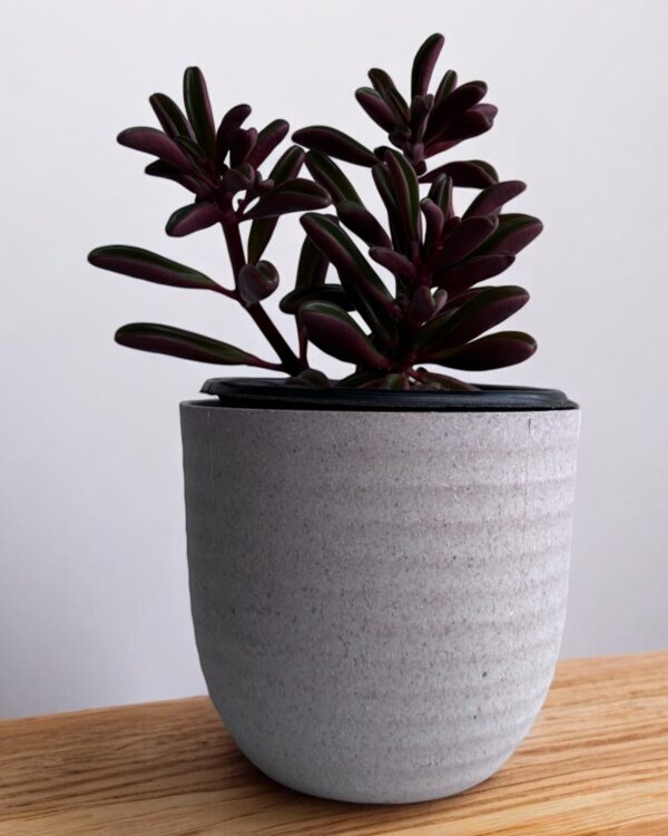 red peperomia gravelons in a grey pot