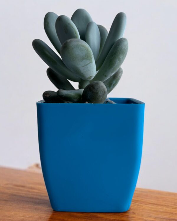 moonstone in a blue pot