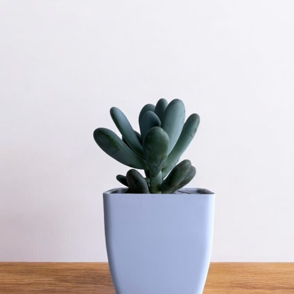 moonstone in a white pot