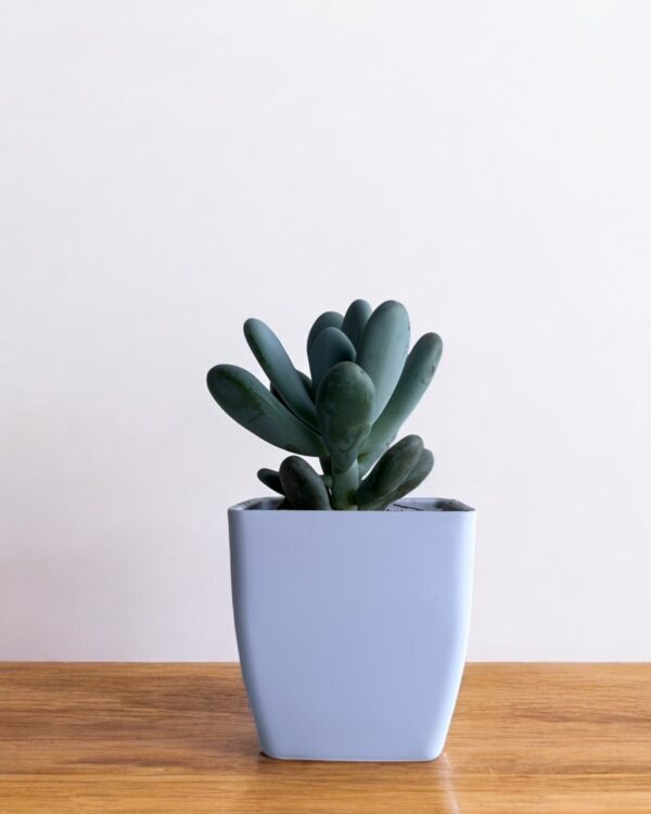moonstone in a white pot