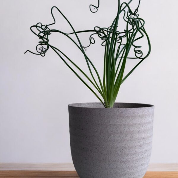 spiral succulent in a grey pot