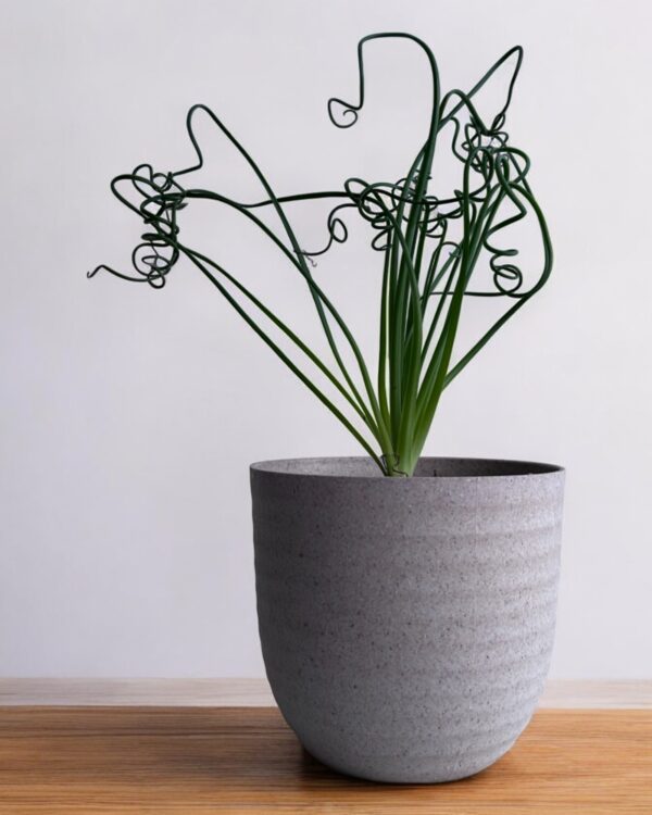 spiral succulent in a grey pot