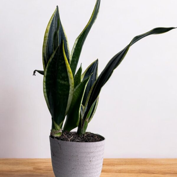 sansevieria black gold in a grey pot