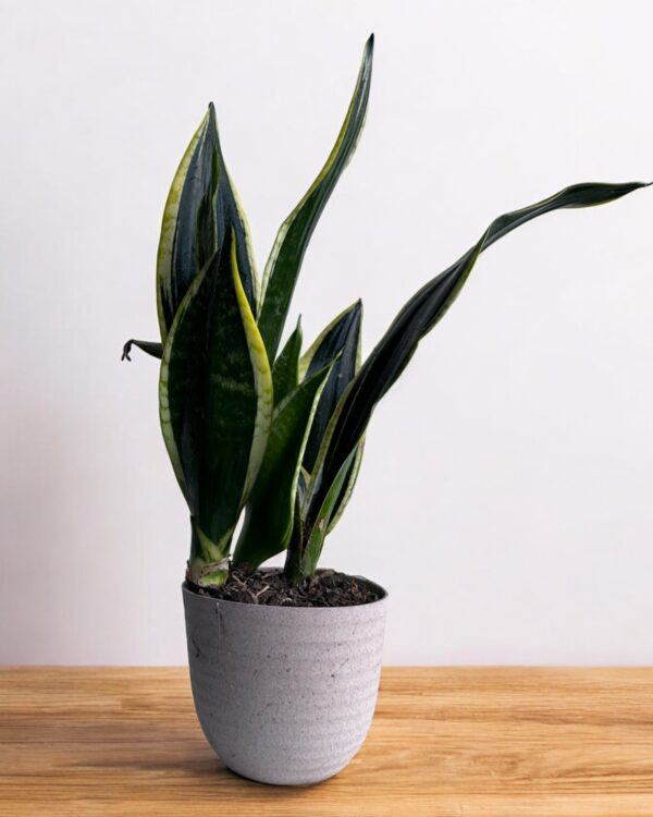 sansevieria black gold in a grey pot