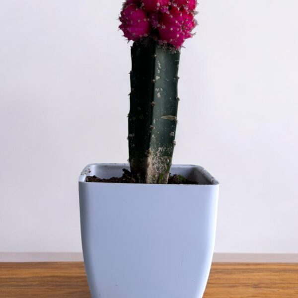 moon cactus pink in a white pot