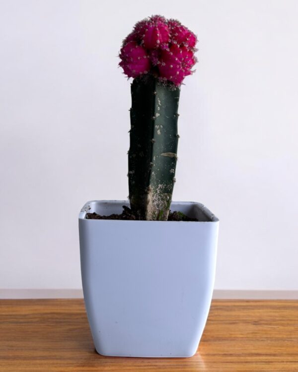 moon cactus pink in a white pot