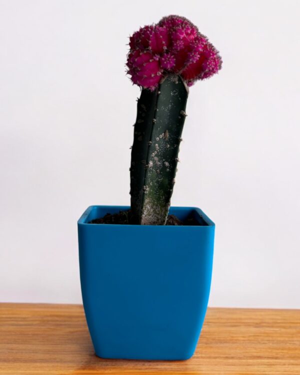 moon cactus pink in a blue pot